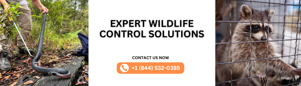 wildlife removal